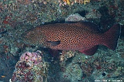 Plectropomus areolatus-Maldives Kandhooma thila-23m-20240427-da-DSC_7420_tn
